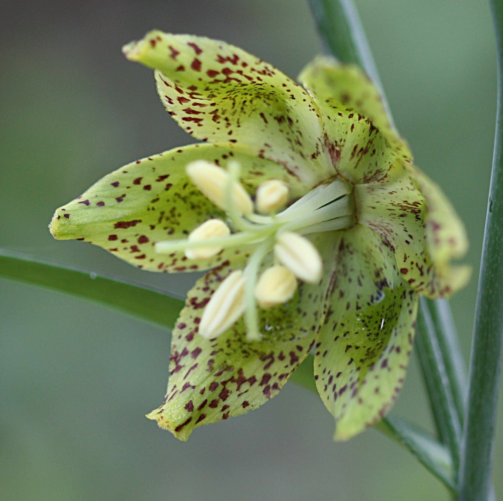 High Resolution Fritillaria ojaiensis Flower